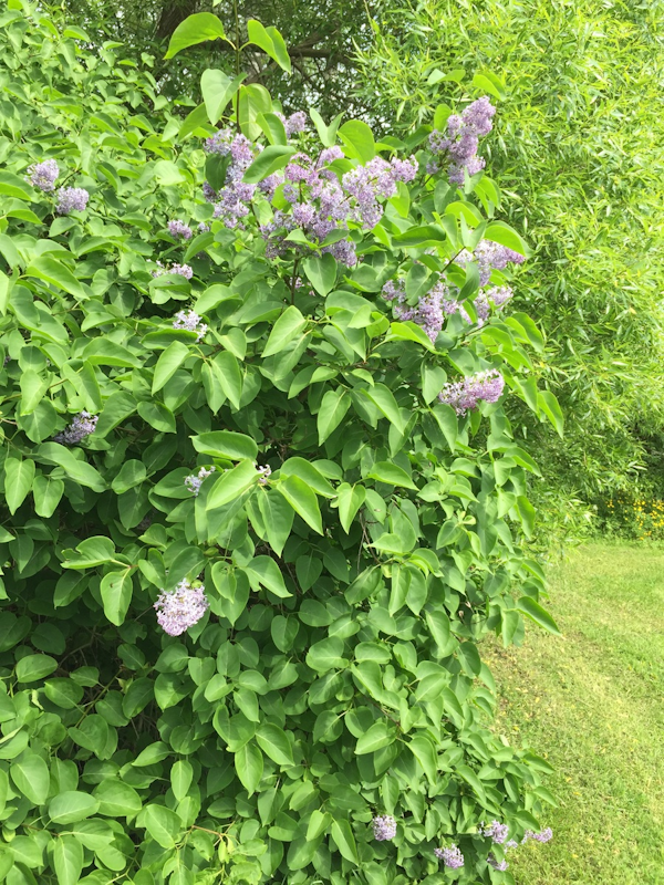 Der bezaubernde Duft einer Fliederblüte.