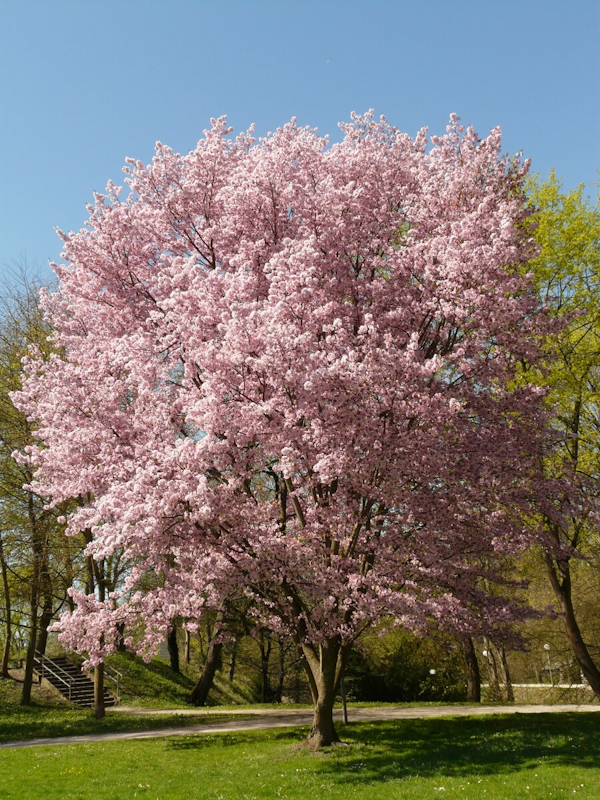 Die Blütenpracht eines japanischen Kirschbaumes.