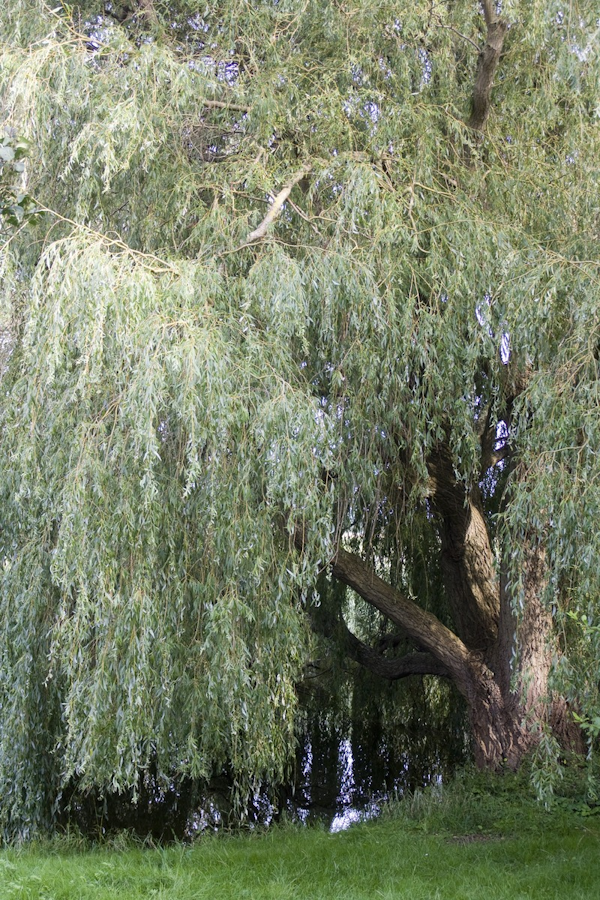 Trauerweide, ein schöner und sehr nützlicher Baum.