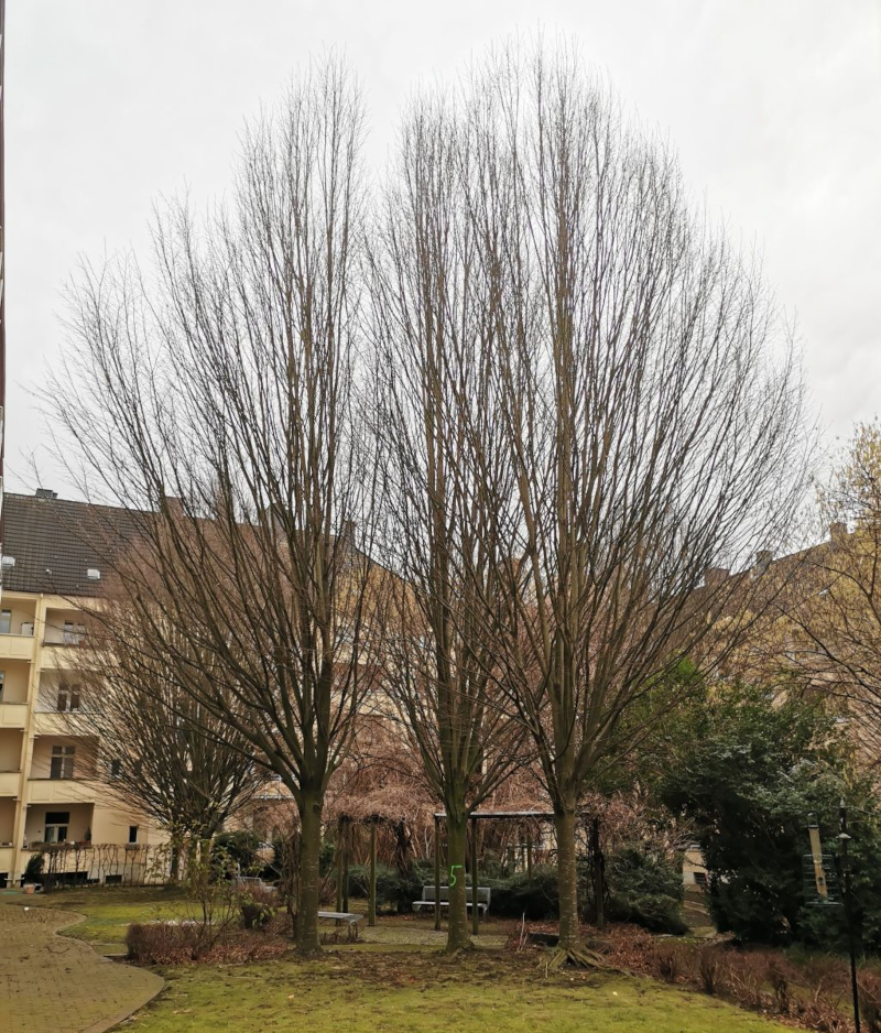 Baum Nr. 5, der gefällt werden soll. Baum Nr. 5, der gefällt werden soll.